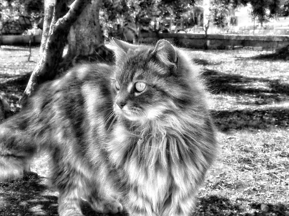 La Cummersa Del Gatto Locorotondo Εξωτερικό φωτογραφία