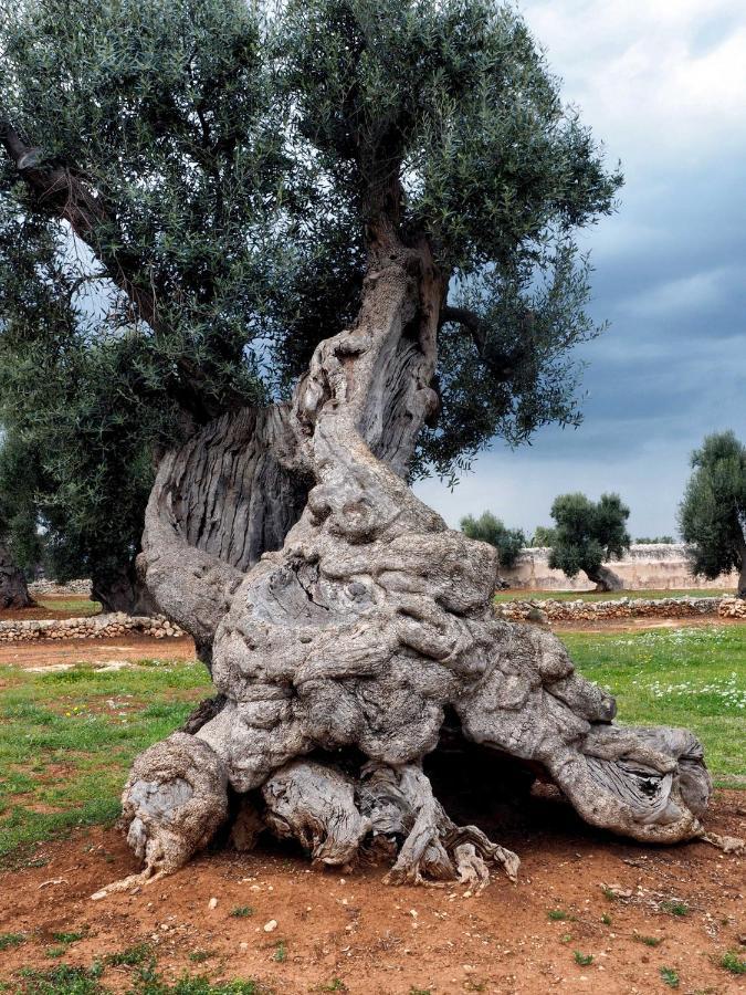 La Cummersa Del Gatto Locorotondo Εξωτερικό φωτογραφία